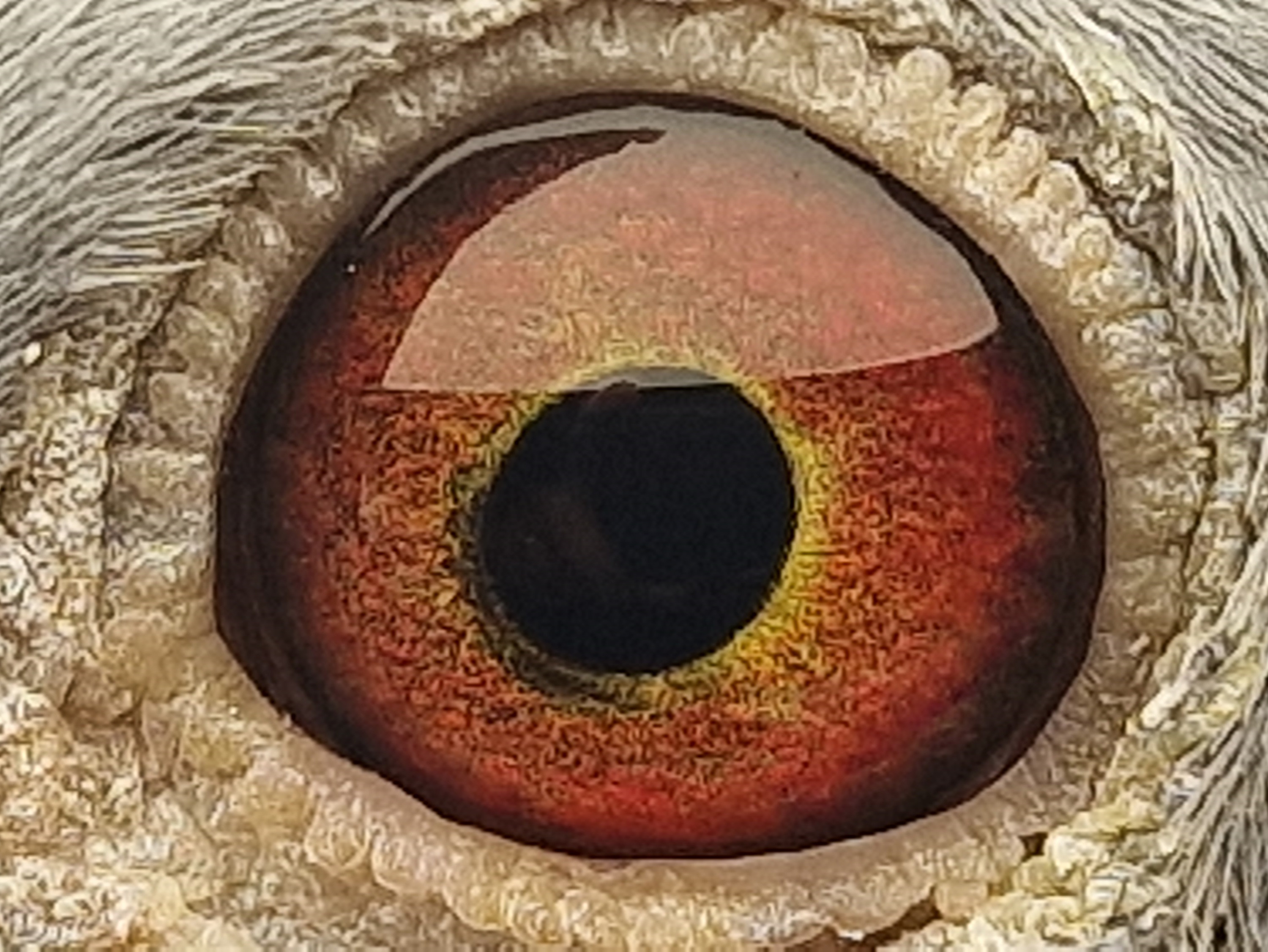 Pigeon eye